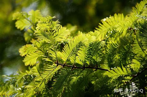 罗汉松树风水|罗汉松种在什么位置好，有什么风水寓意